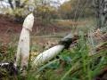 12-DSC04840-Grote-stinkzwam.