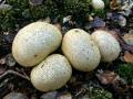 14-DSC04415-Gele-aardappelbovist-engelse-bos.