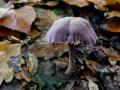 18-DSC04424-Amethistzwam-Engelse-bos.