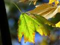 19-DSC04476-Esdoorn.