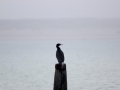 _MG_7643a
