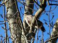 IMG_0749-witte-buizerd-2021