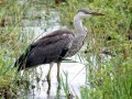 07-DSC01267-Blauwe-reiger-in-beek.