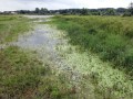 08-DSC01331-Middenplas.