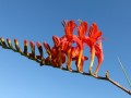 25-DSC01738-Montbretia-Zuid-Afrika.