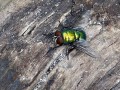 28-DSC01949-Groene-vleesvlieg.