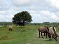 30-DSC01674-Konikpaarden.