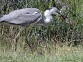 17-DSC03305-