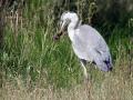 18-DSC03313-