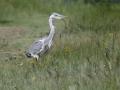 19-DSC03317-