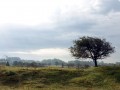 19-DSC03930-Palmveld.