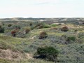 25-DSC03866-Besdragende-Meidoorns-in-Groot-Mokum