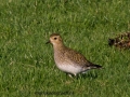 IMG_8702a