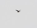 548A8931a Purperreiger