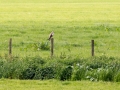 548A9095a Buizerd