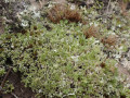 P7050158-