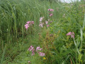 P7050161-