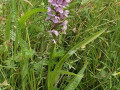 P7050185-