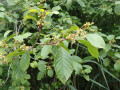 P7050193-