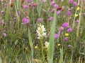 548A6020a Welriekende nachtorchis