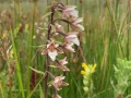 IMG_0866a Moeraswespenorchis