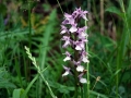 20 DSC02530