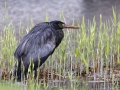 Zwarte_Blauwe-Reiger_1