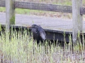 Zwarte_Blauwe-Reiger_11