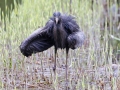Zwarte_Blauwe-Reiger_14