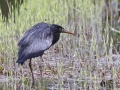 Zwarte_Blauwe-Reiger_19