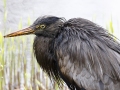 Zwarte_Blauwe-Reiger_2