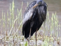 Zwarte_Blauwe-Reiger_3