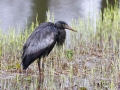 Zwarte_Blauwe-Reiger_5