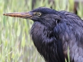 Zwarte_Blauwe-Reiger_8