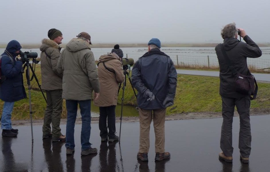 Vogelexcursie Noord-Holland