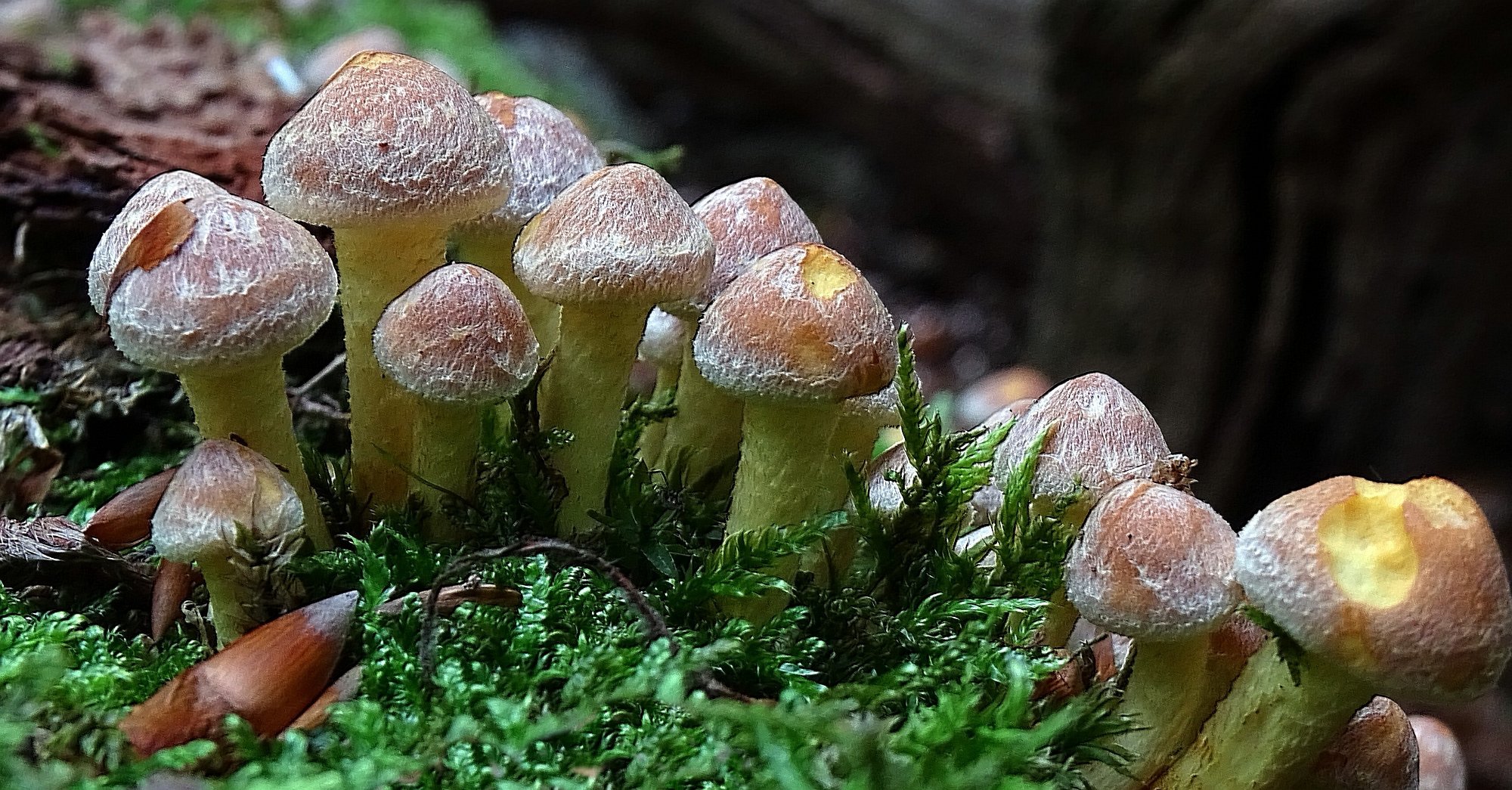 Herfst, paddenstoelentijd in de A.W.Duinen