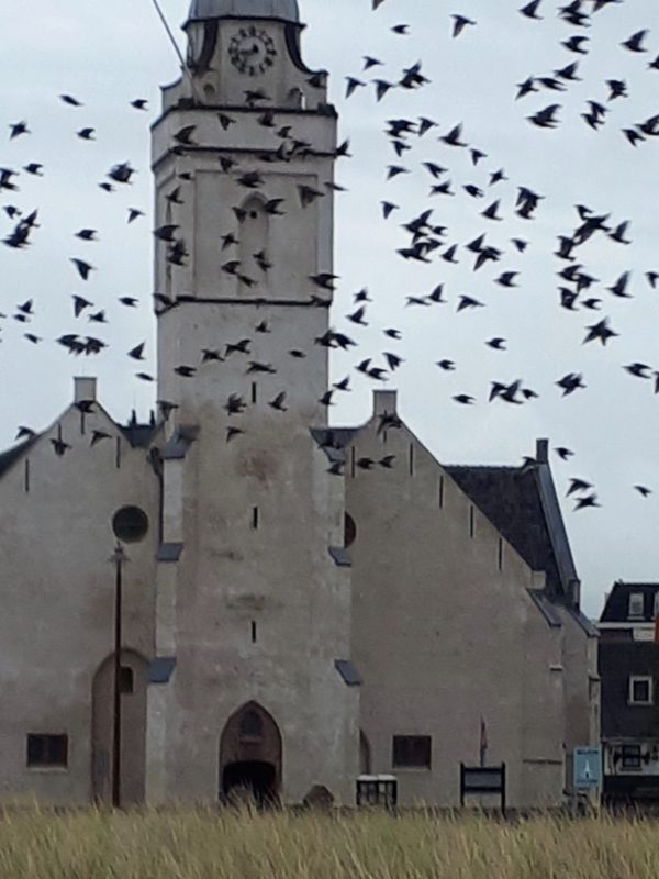 Natuurcentrum Katwijk in teken vogeltrek