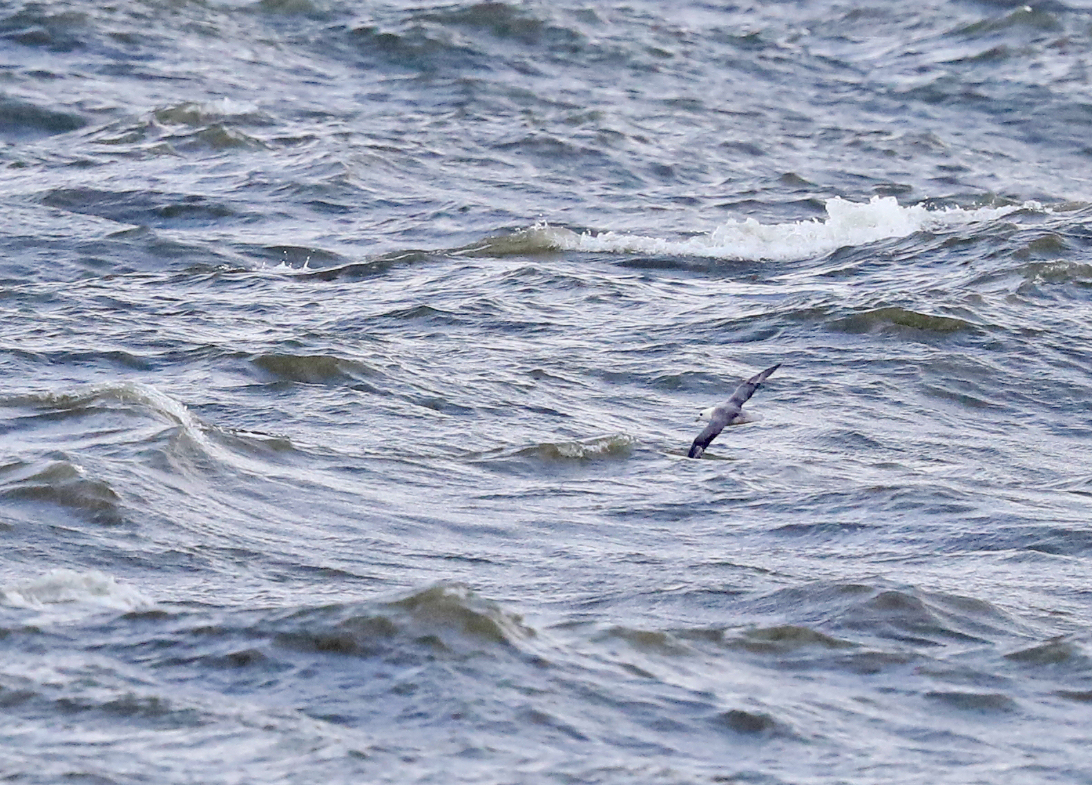 Noordse Stormvogel