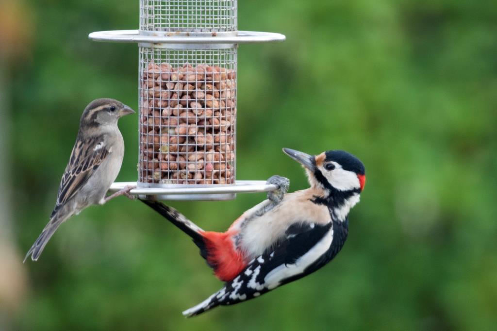 Drukte in de tuin