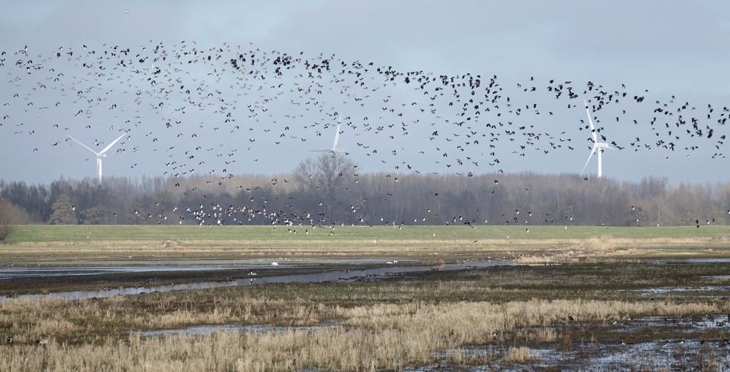 Veel vogels in de polder Arkemheen