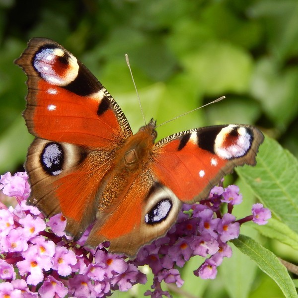27 okt. 2023  ‘Vlinders in een veranderend klimaat’ (lezing)