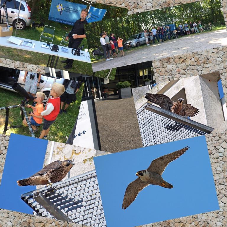 Geslaagde informatiedag Slechtvalken
