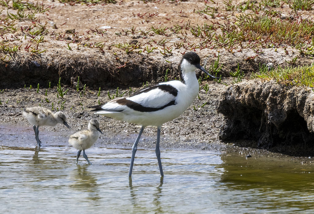 Vogels van Texel