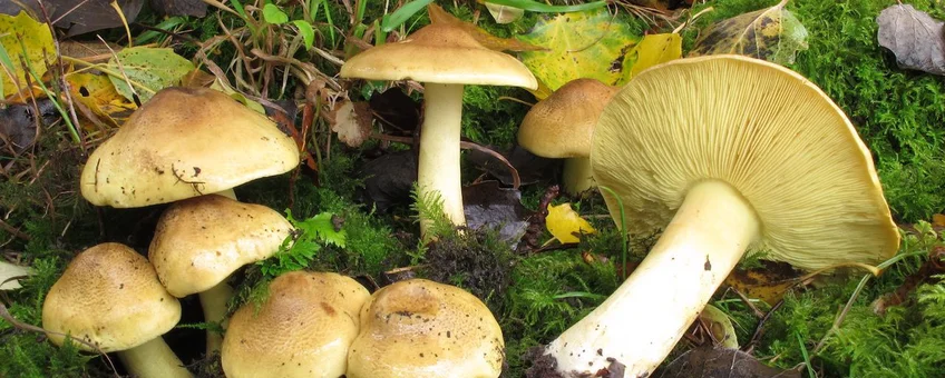 Vanaf 1 sept.: on line-cursus Determineren van paddenstoelen