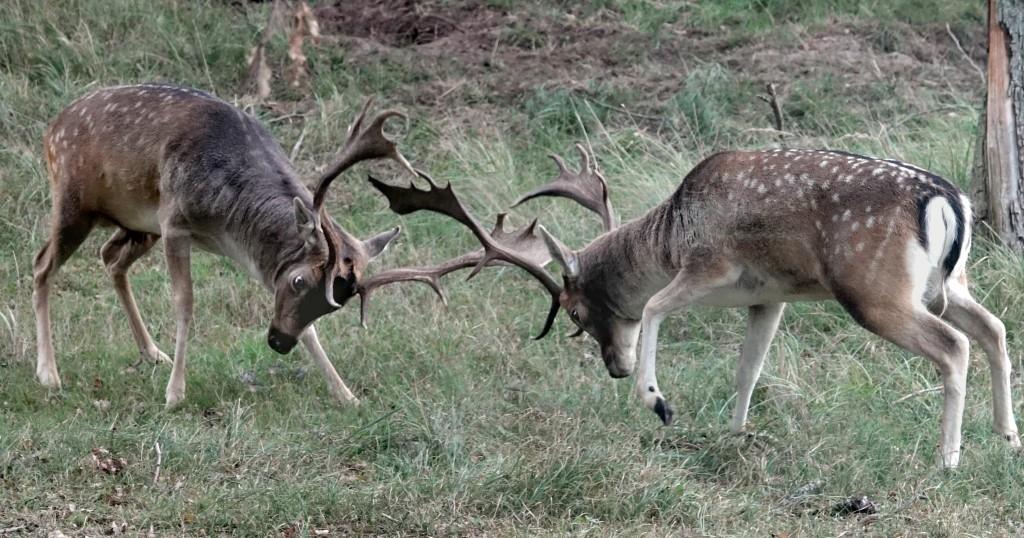 De bronst van de damherten in de A.W.Duinen