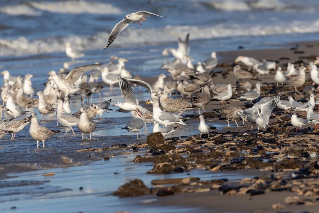Feestmaal op het strand