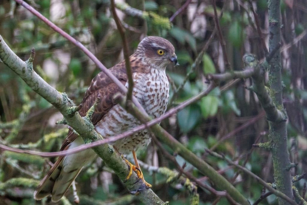 Sperwer in de tuin