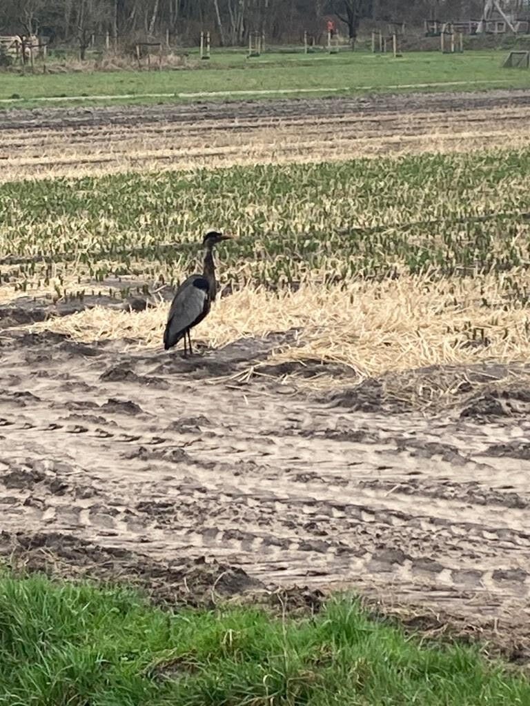 “zwarte reiger”