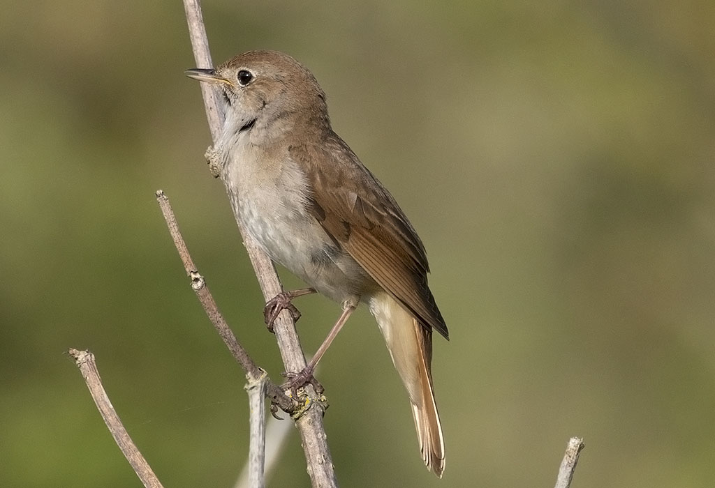 Deze week in de Noordduinen