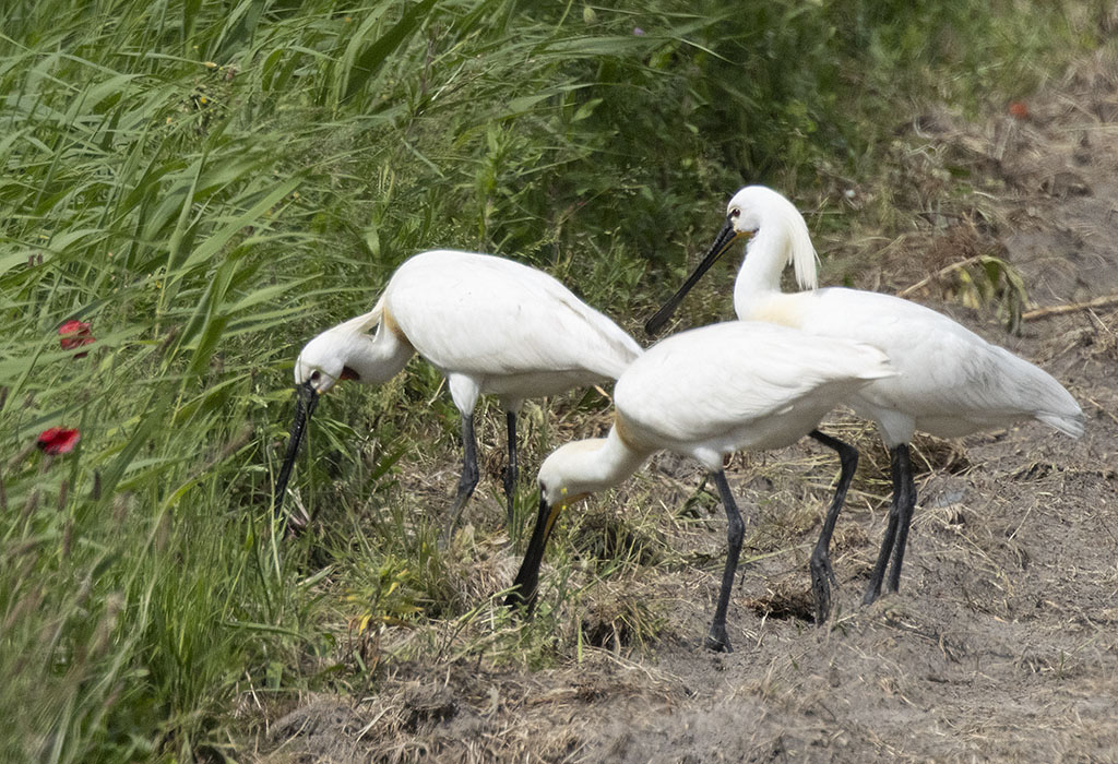 Texel, steeds weer anders